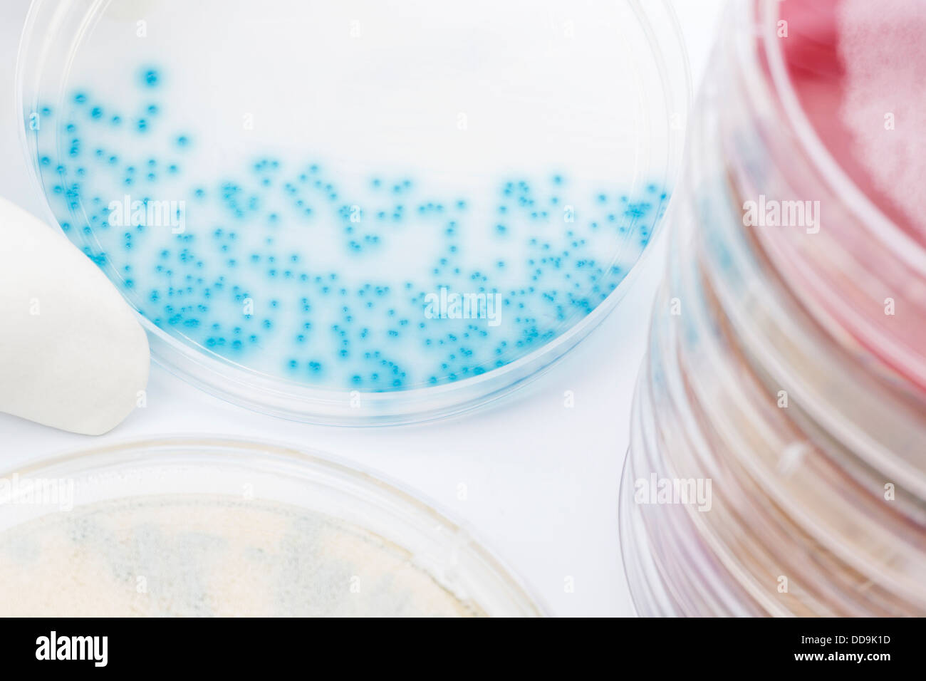 Human hand holding petri dish with bacteria, close up Stock Photo Alamy