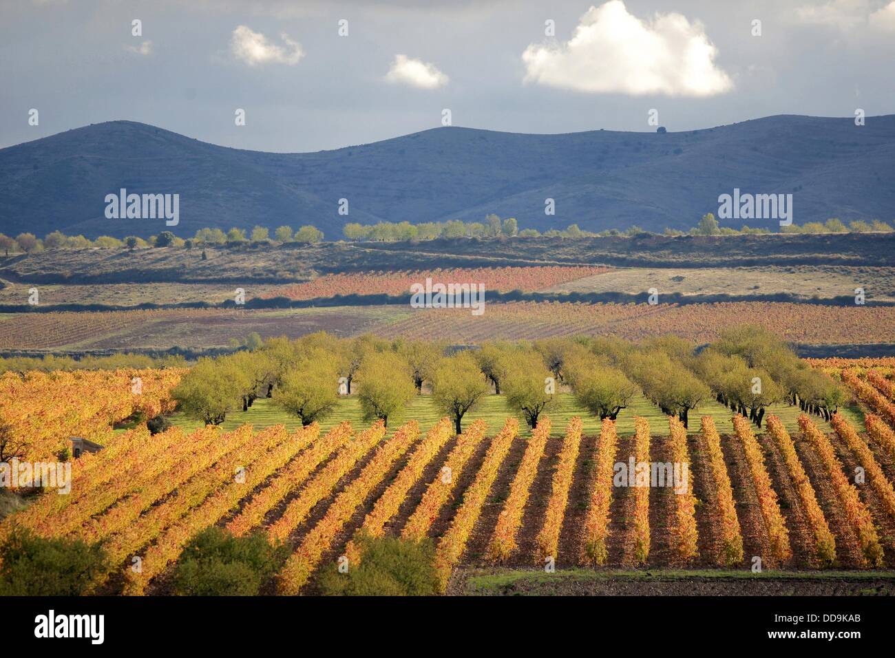 Tudelilla autumn landscape, Rioja wine region, La Rioja, Spain, Europe ...