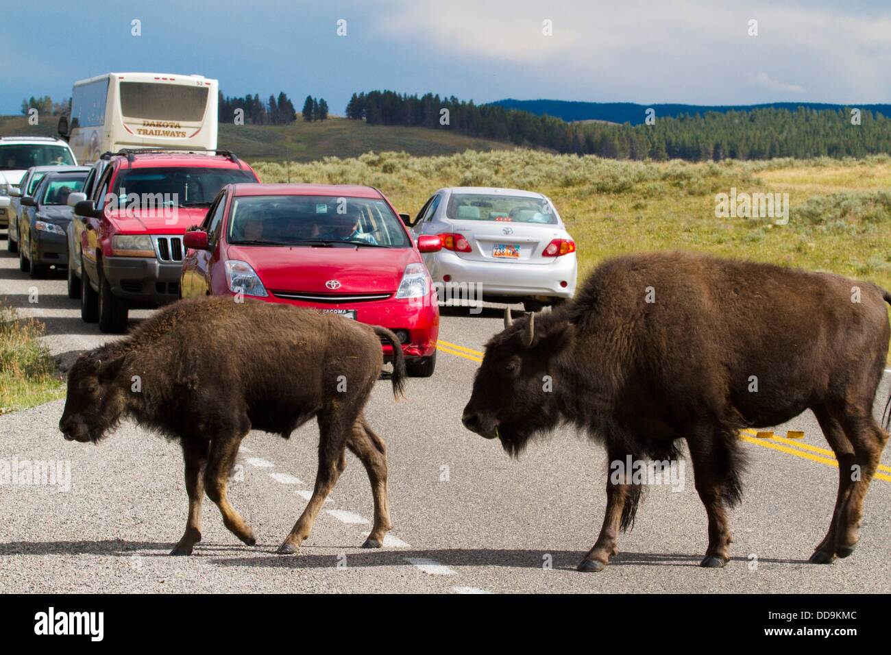 Buffalo crossing the street causing traffic jam in Hayden Valley Stock