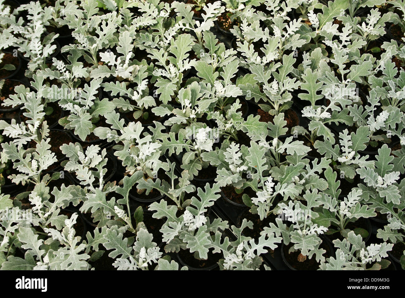WHAT GROWS WELL IN SMALL POTS visual data 6