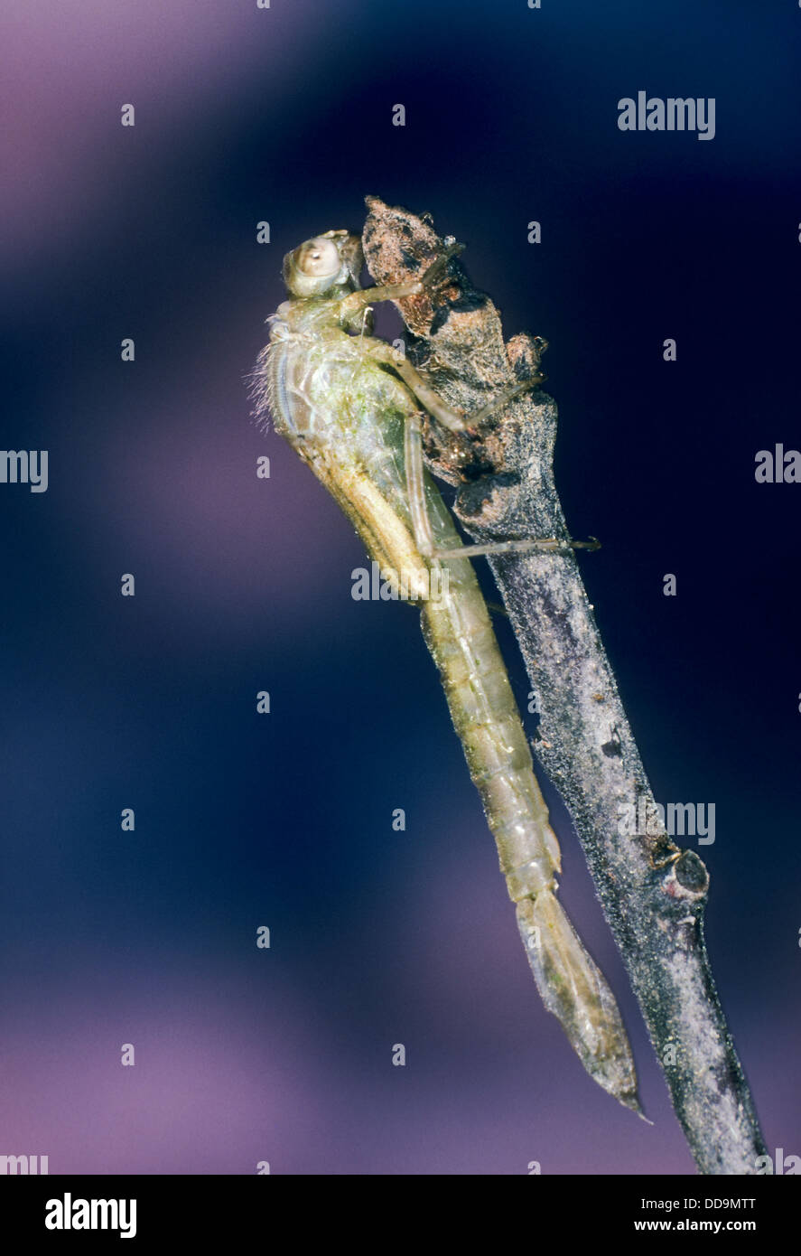 Azure Damselfly, eclosion, larvae, Hufeisen-Azurjungfer, Hufeisenazurjungfer, Schlupf, Schlupfserie, Larve, Coenagrion puella Stock Photo