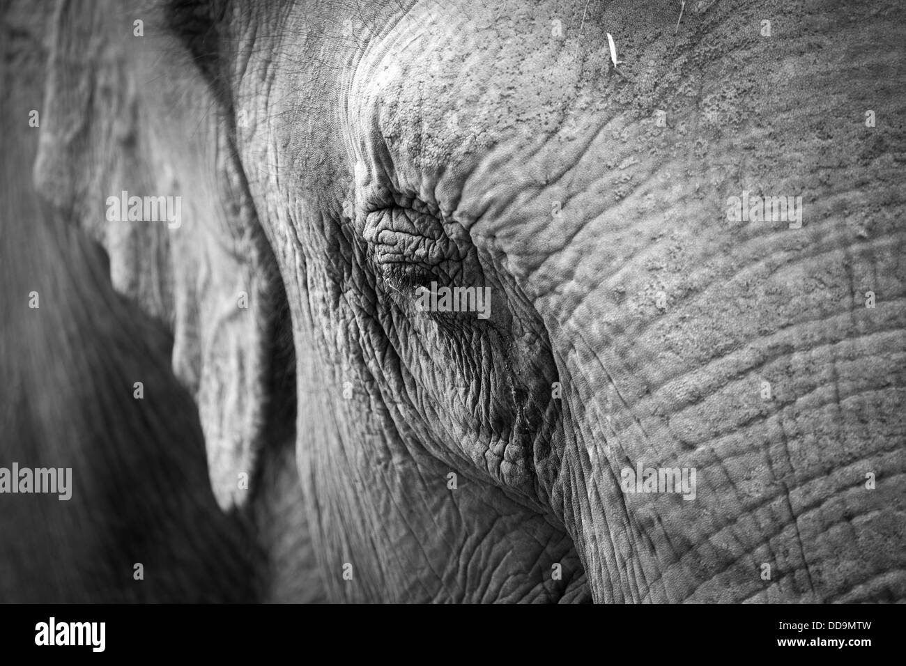 Elephants Eye Stock Photo