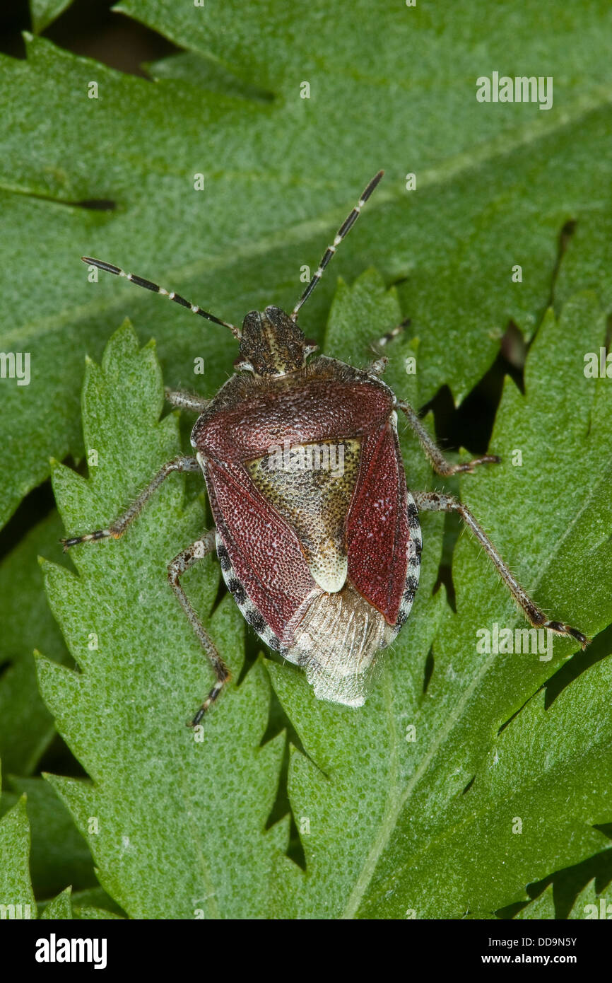 Sloe bug, Sloe-bug, sloebug, Beerenwanze, Beeren-Wanze, Dolycoris baccarum Stock Photo