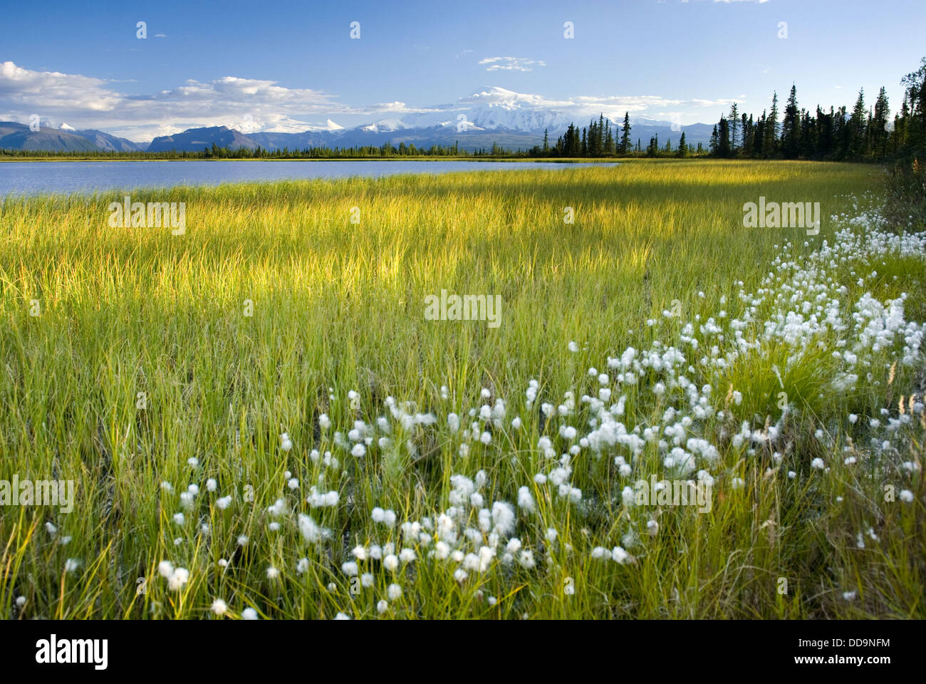 Tufts of cotton grass (Eriophorum angustifolium) growing along small lake in WrangellSt. Elias