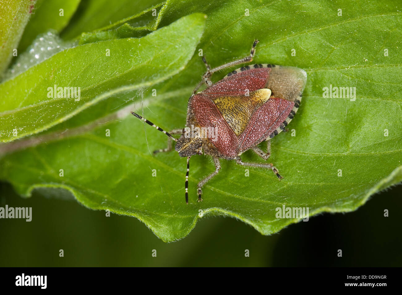 Sloe bug, Sloe-bug, sloebug, Beerenwanze, Beeren-Wanze, Dolycoris baccarum Stock Photo