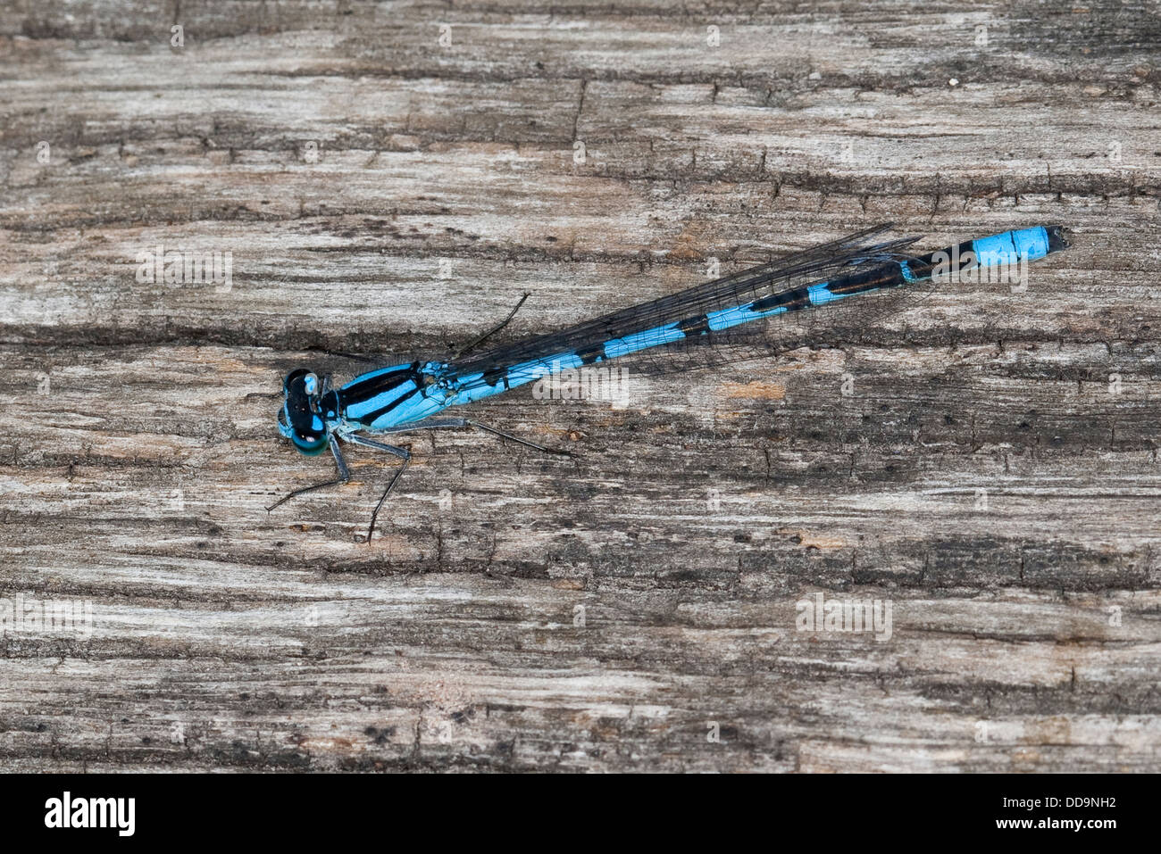 Common blue damselfly, male, Becher-Azurjungfer, Becherazurjungfer, Männchen, Enallagma cyathigera, Enallagma cyathigerum Stock Photo