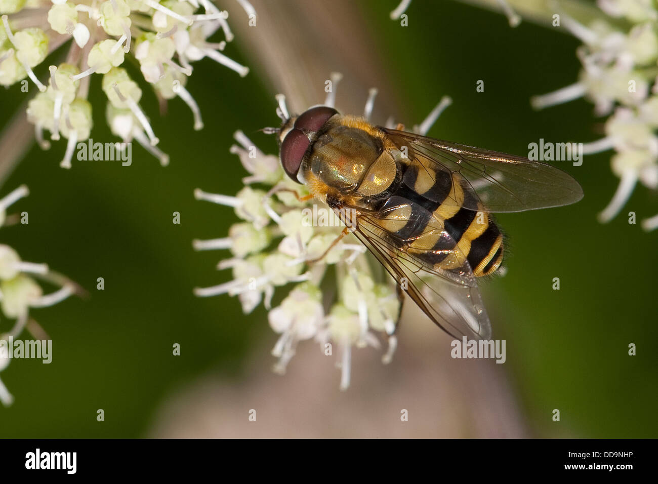 hoverfly, hover fly, syrphid fly, flower fly, Behaarte Schwebfliege, Blütenbesuch, Nektarsuche, Bestäubung, Syrphus torvus Stock Photo