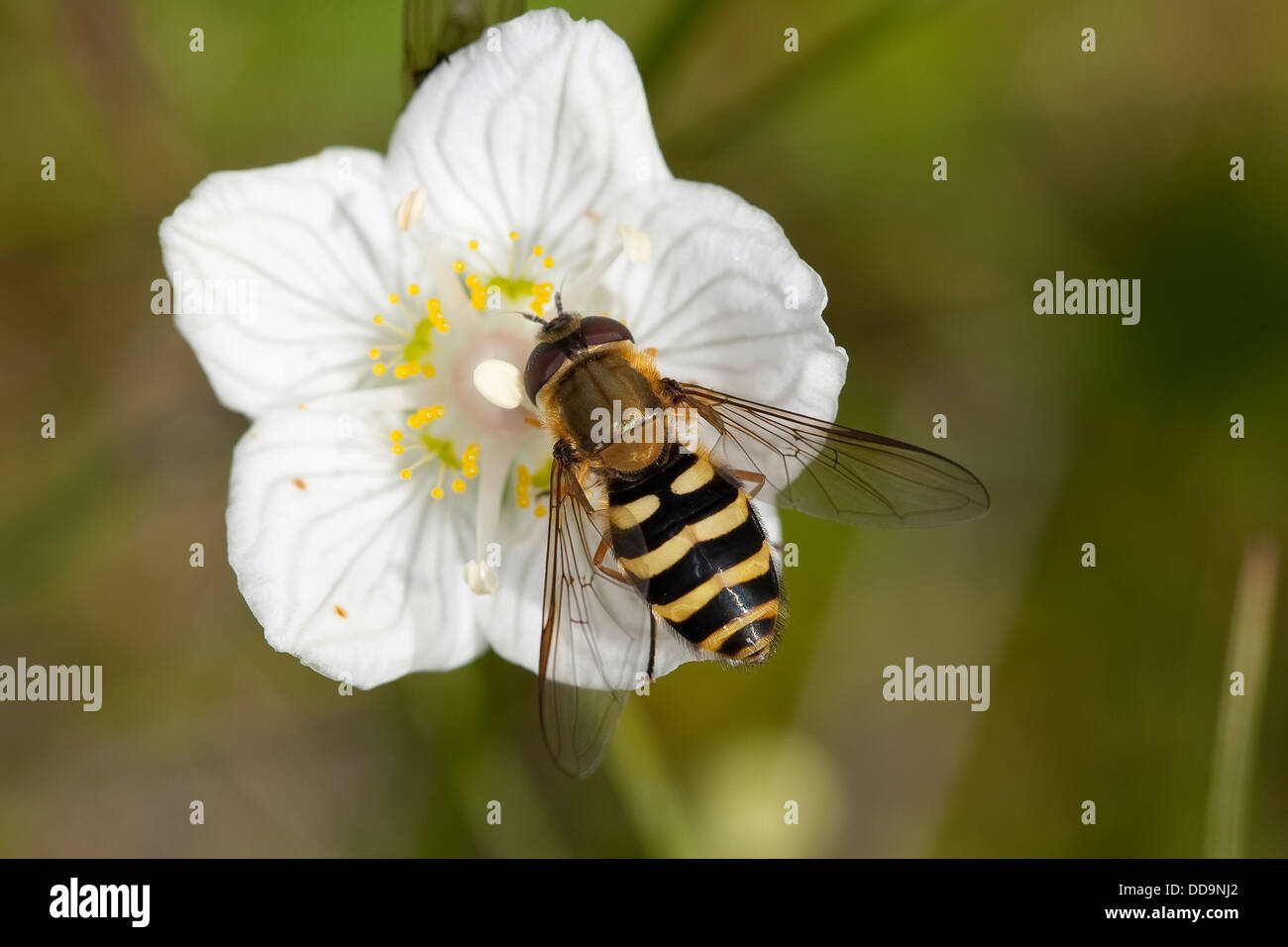 hoverfly, hover fly, syrphid fly, flower fly, Behaarte Schwebfliege, Blütenbesuch, Nektarsuche, Bestäubung, Syrphus torvus Stock Photo