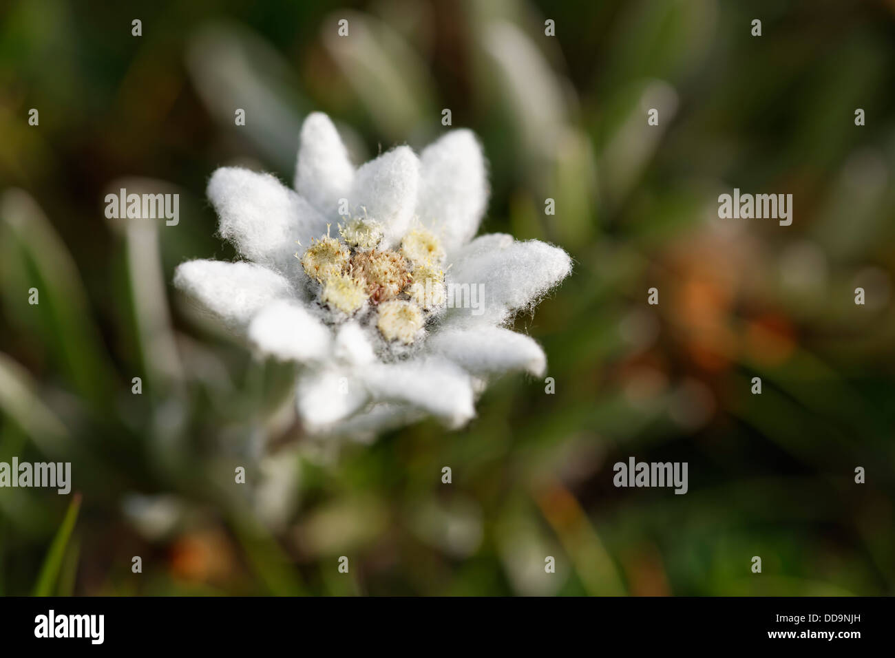 Austria, Edelweiss flower, close up Stock Photo