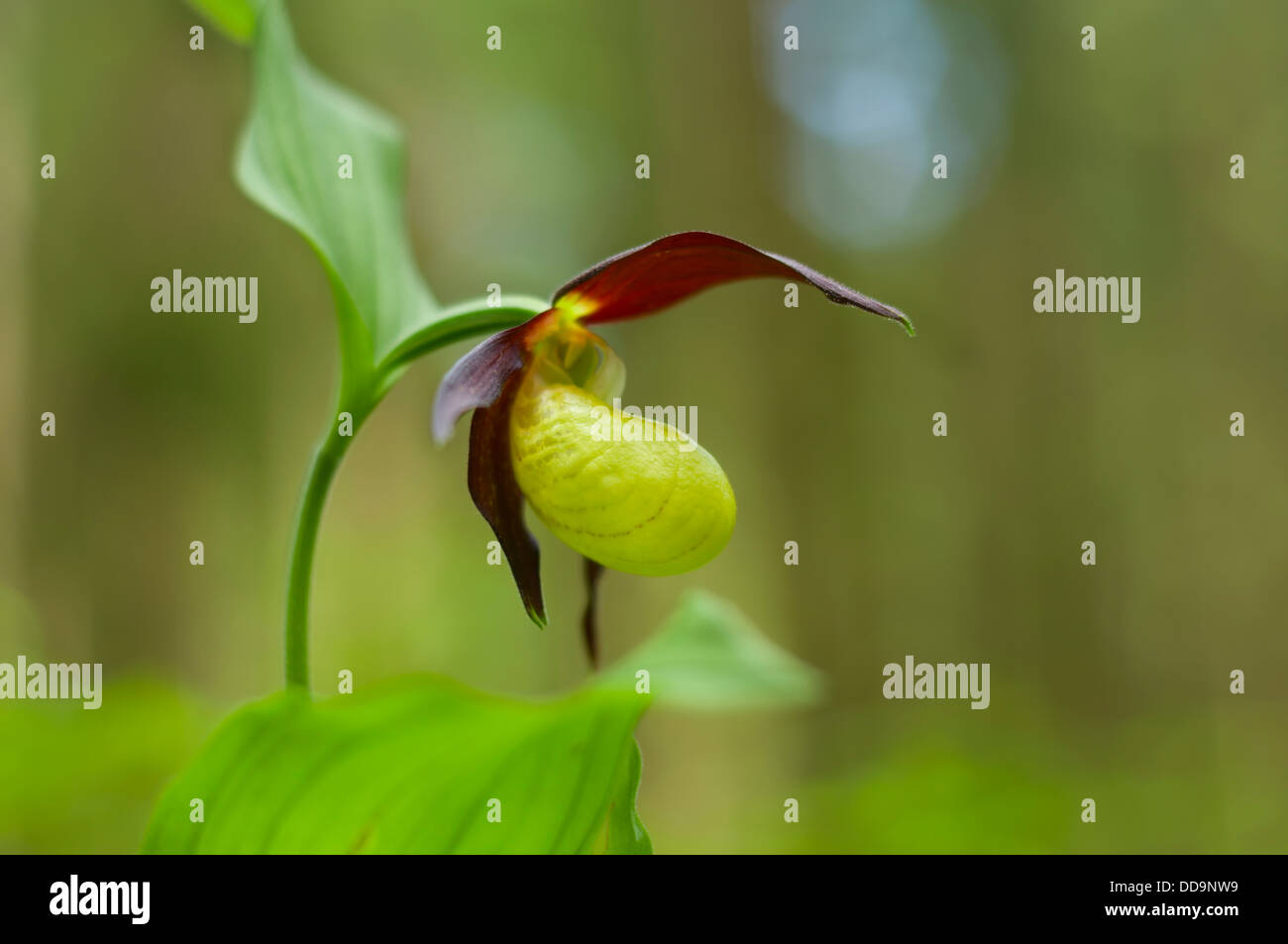 Black forest flower hi-res stock photography and images - Alamy