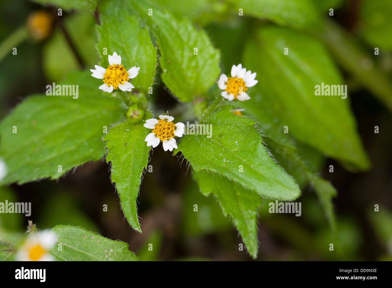 Shaggy Soldier, hairy galinsoga, fringed quickweed, Behaartes Franzosenkraut, Behaartes Knopfkraut, Galinsoga ciliata Stock Photo