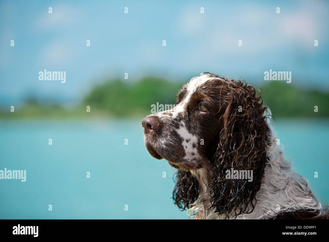 Springer nature germany hi-res stock photography and images - Alamy