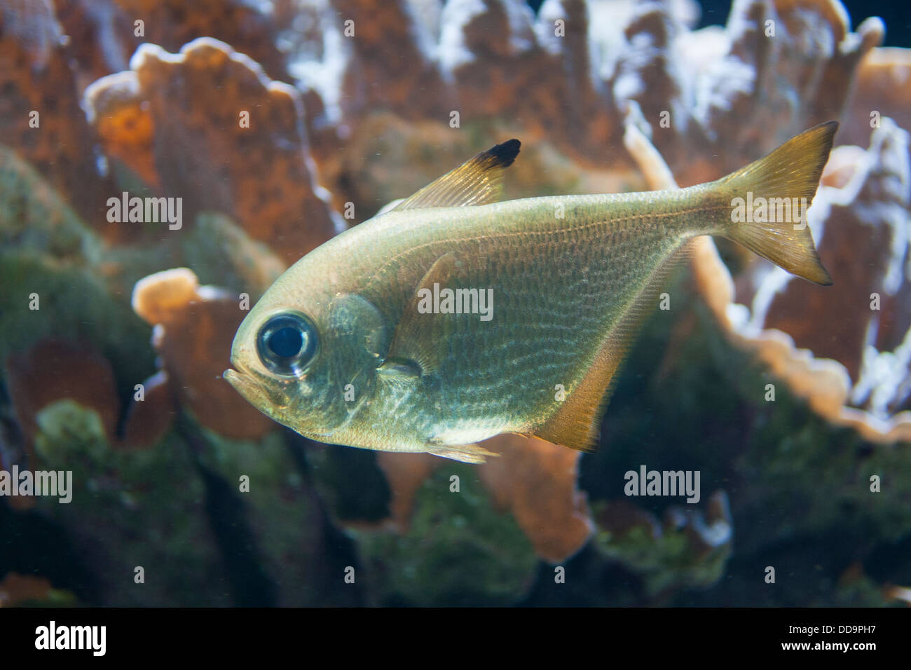 Sweepers, Sweeper, Beilbauchfisch, Beilfisch, Beilbauch-Fisch, Pempheris spec., Beilbauchfische, Pempheridae Stock Photo