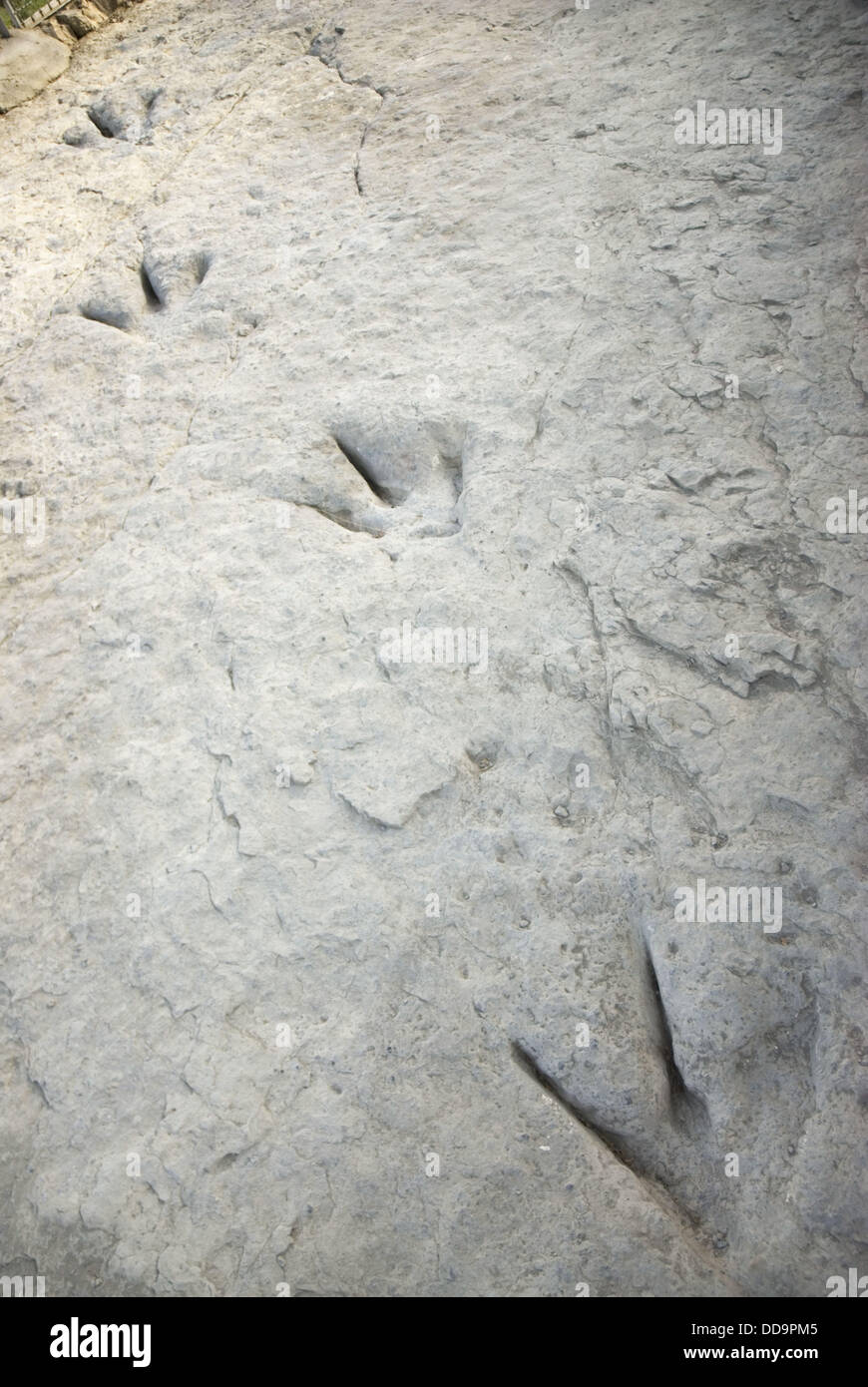 Fossilized footprints of a bipedal theropod dinosaur in Valdecevillo site, Enciso. La Rioja, Spain Stock Photo