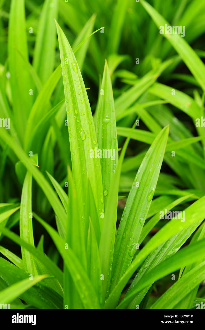 Green pandanus hires stock photography and images Alamy