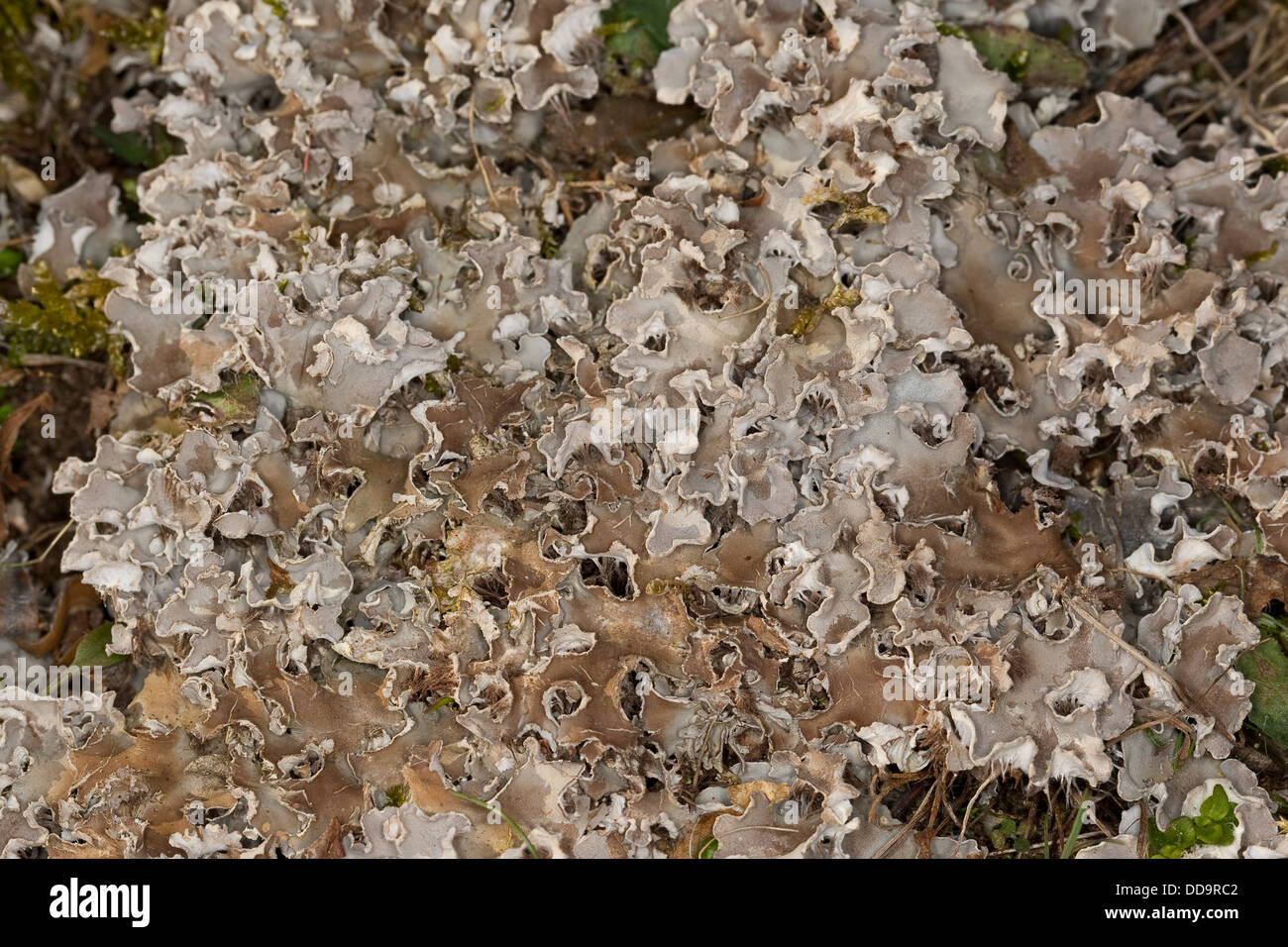 Field dog-lichen, Bereifte Schildflechte, Peltigera rufescens, Peltidea canina, Peltigera canina, Peltigera spuria, Blattflechte Stock Photo
