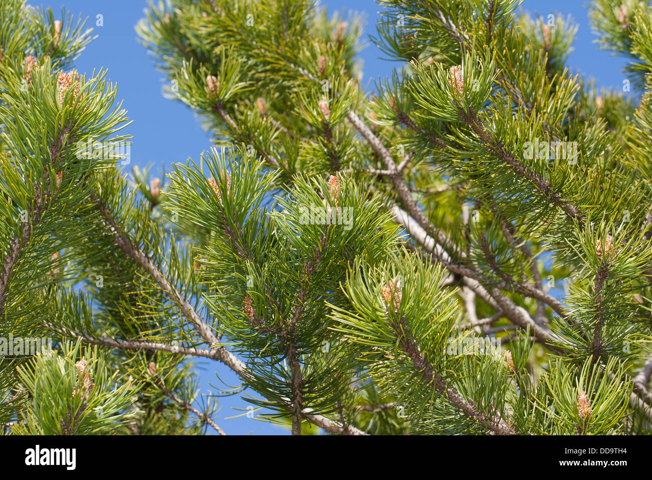 mountain pine, dwarf mountain pine, scrub mountain pine, Bergkiefer, Berg-Kiefer, Kiefer, Latsche, Föhre, Pinus mugo mugo Stock Photo
