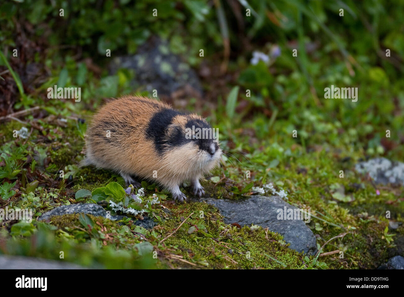 Real lemmings hi-res stock photography and images - Alamy