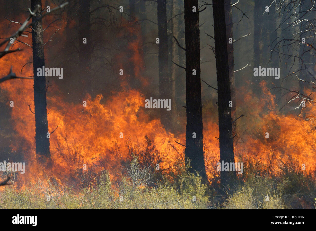 Lodgepole pines and fire Stock Photo Alamy