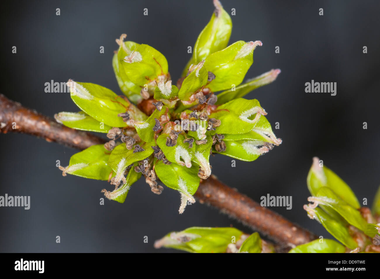 Wych Elm, Scots Elm, blossoms, Berg-Ulme, Bergulme, Blüten, Ulme, Ulmus glabra, Ulmus scabra, Ulmus montana Stock Photo