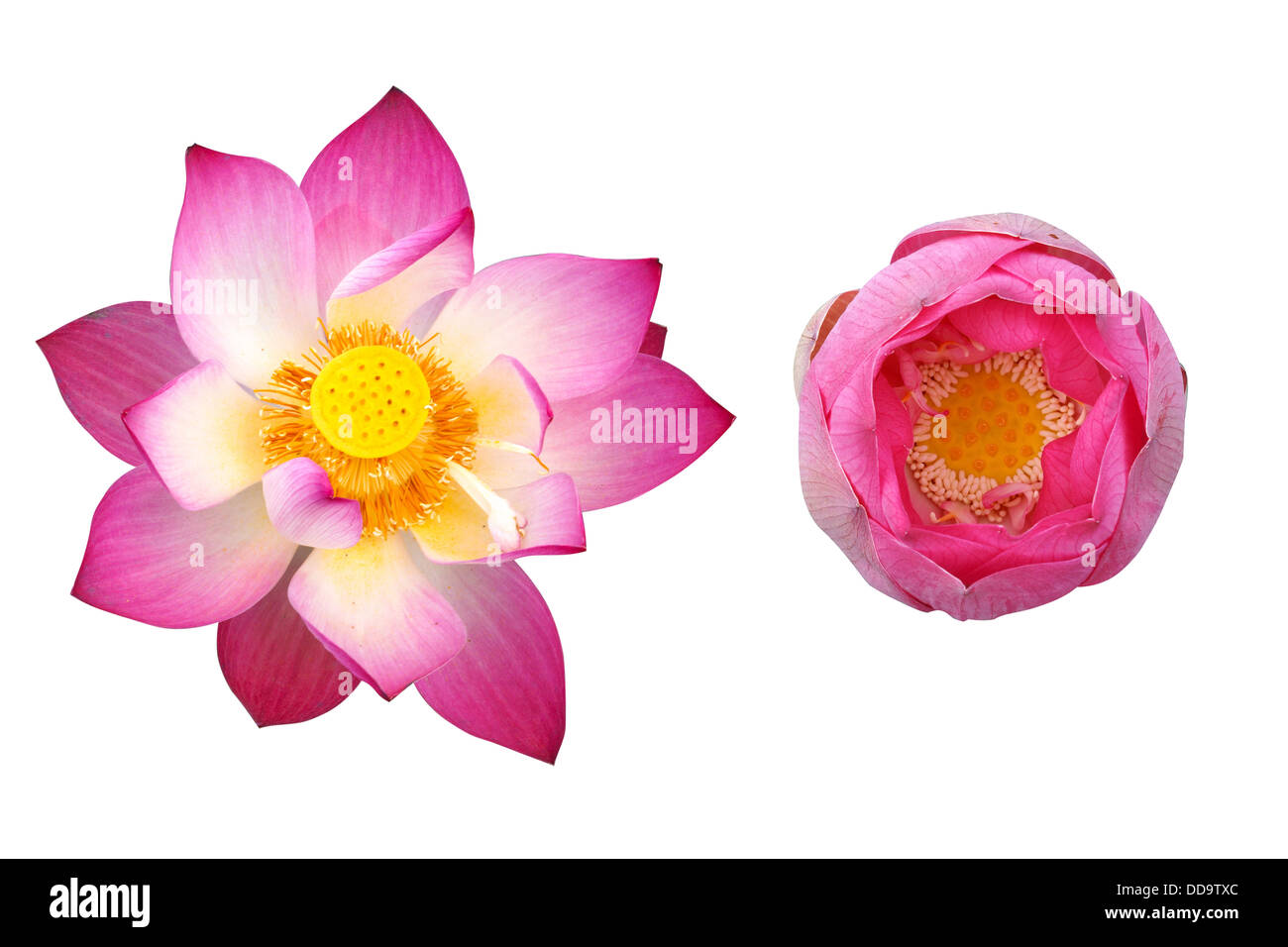 lotus on isolate white background Stock Photo - Alamy
