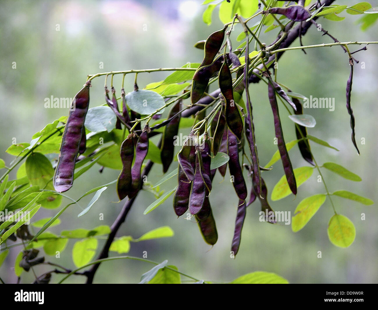 Fruits of acacia Stock Photo Alamy