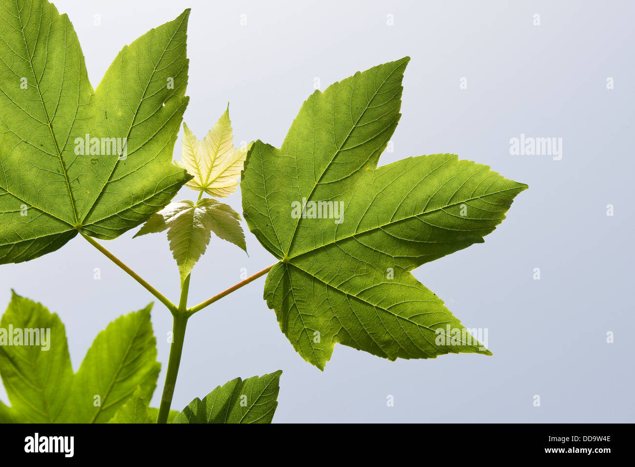 Sycamore, Erable sycomore, maple, maple leaf, Bergahorn, Berg-Ahorn, Ahorn, Acer pseudoplatanus, Blätter, Blatt, Laub Stock Photo