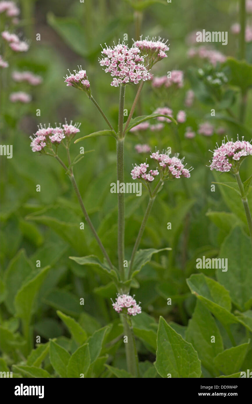 Mountain Valerian, Berg-Baldrian, Bergbaldrian, Valeriana montana Stock ...