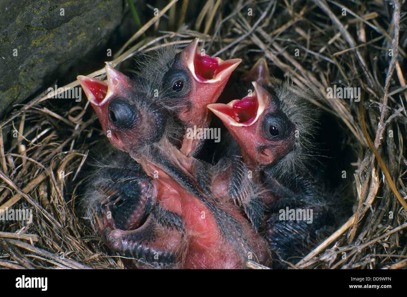 Twite, nest, fledgling, chick, Berg-Hänfling, Berghänfling, Küken im Nest, Carduelis flavirostris, Acanthis flavirostris Stock Photo