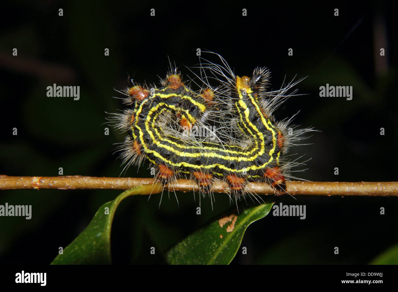 A colorful Azalea Caterpillar clings to a branch in a defensive posture. Stock Photo