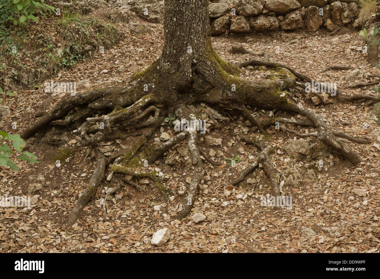 Community tree hi-res stock photography and images - Alamy