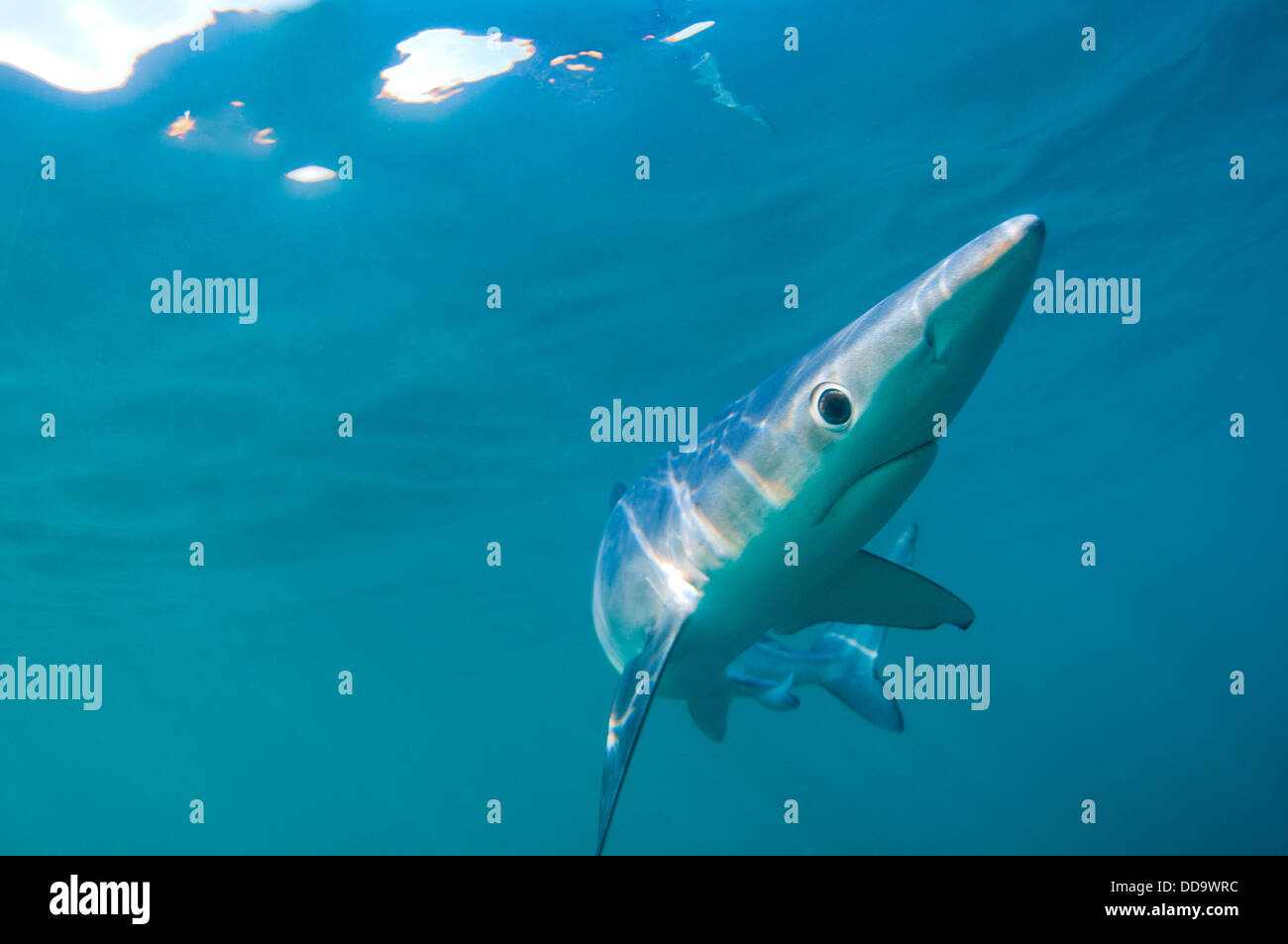A blue shark (Prionace glauca) off the coast of Cornwall Stock Photo