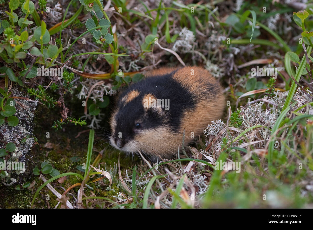 Lemming White Images – Browse 602 Stock Photos, Vectors, and Video