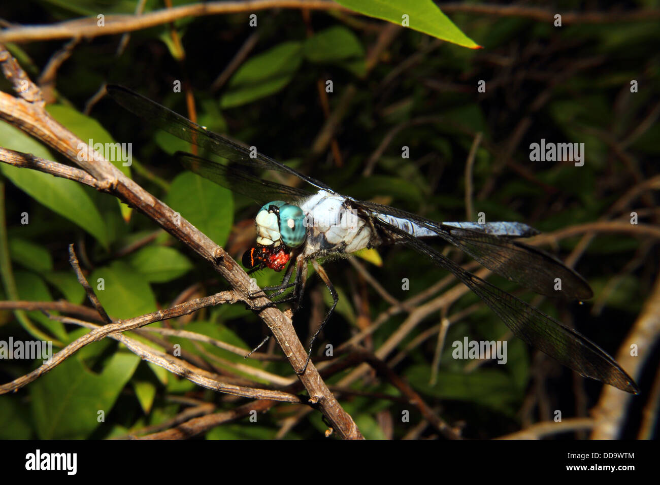A Blue Dragonfly feeding on a black leaf bug Stock Photo