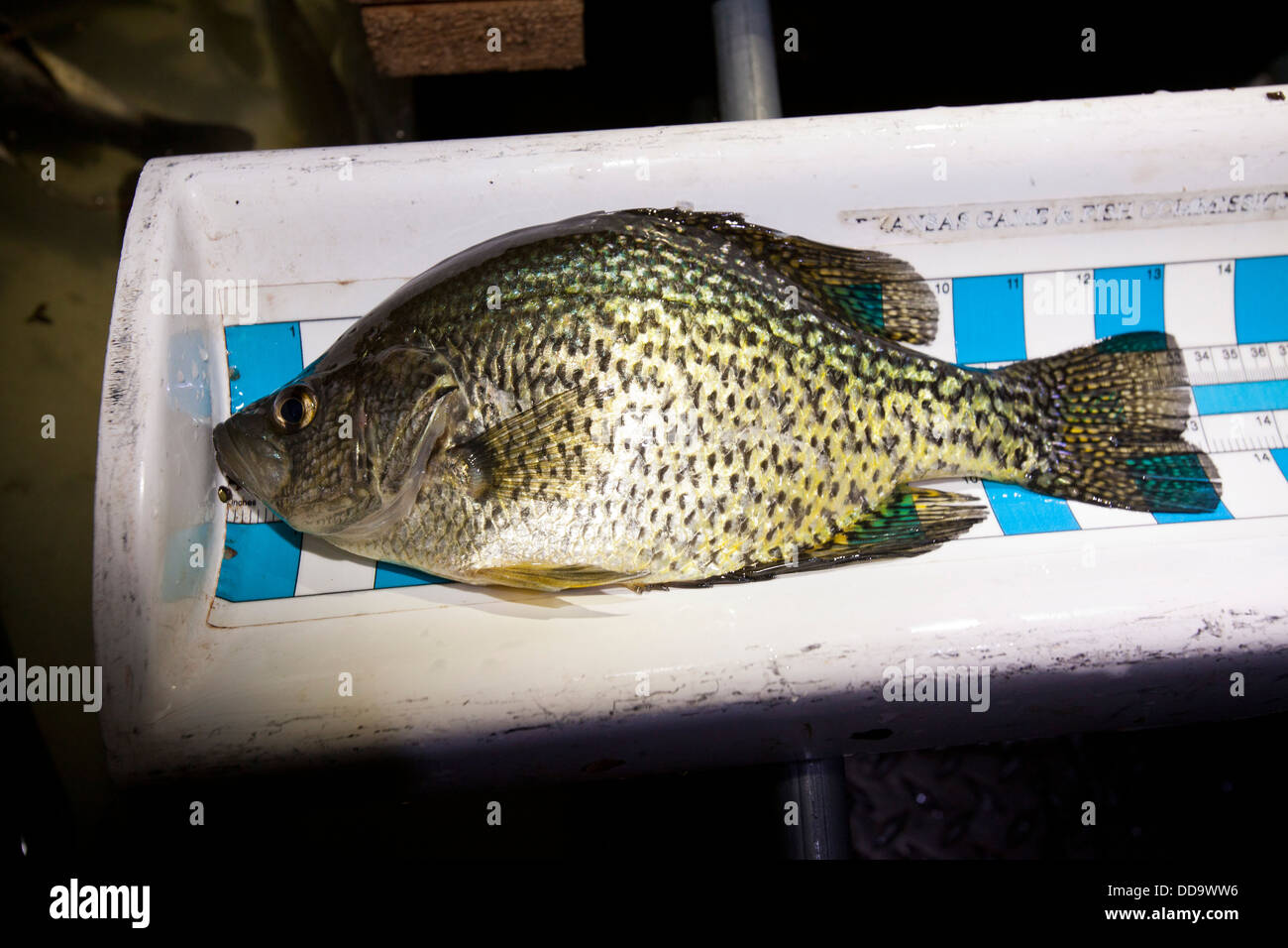 A crappie, Pomoxis annularis, lays on a fish scale after being caught during a lake ecology fish count. Stock Photo