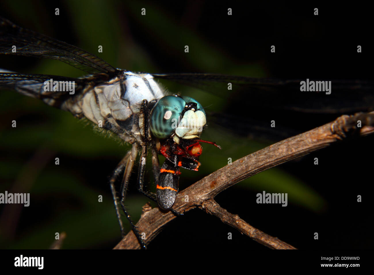 Close up of a Blue Dragonfly feeding on a black leaf bug. Stock Photo