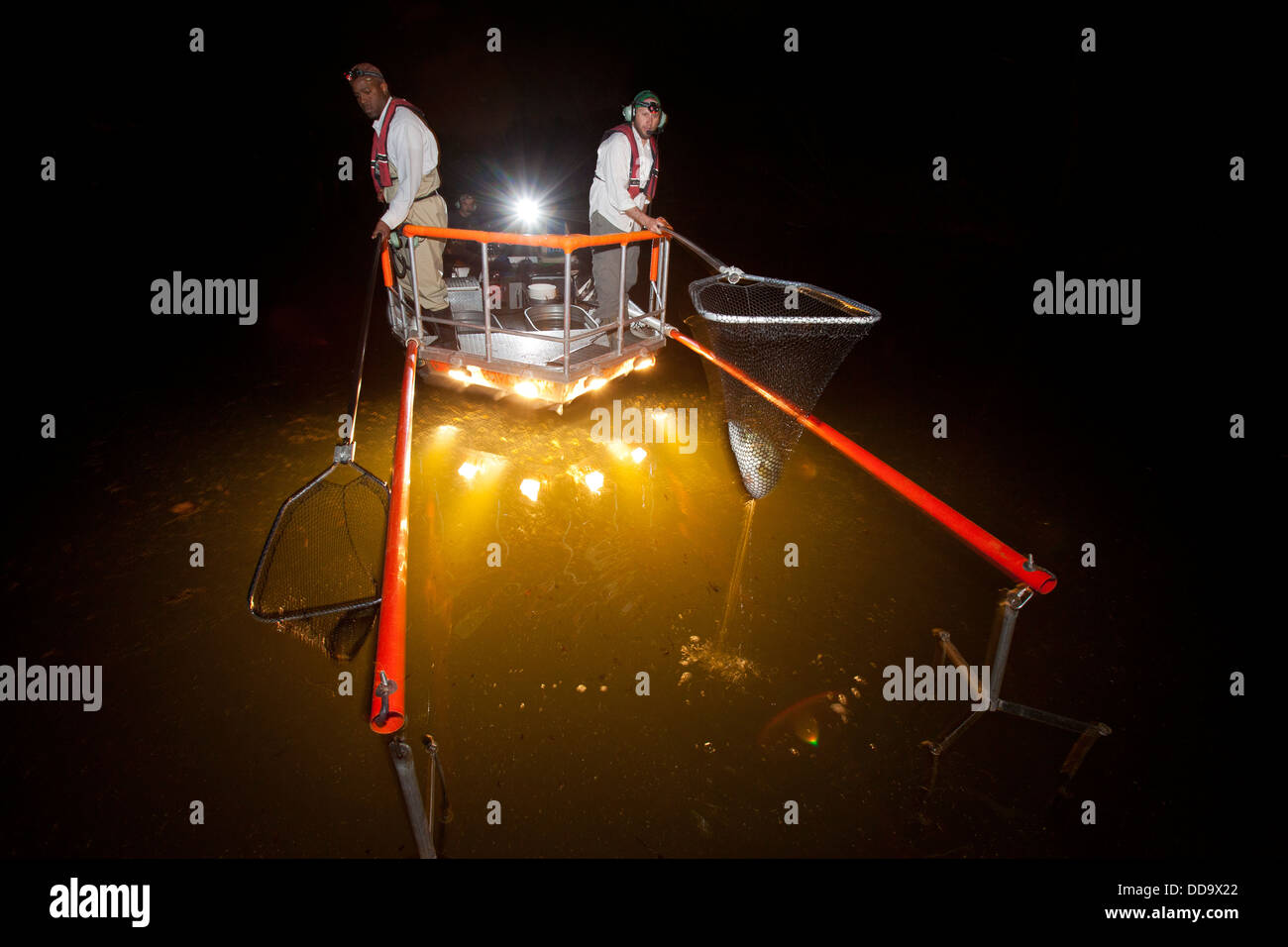 Lake ecologists use an electrofishing method to take a fish count on a lake at night in Bella Vista, Arkansas. Stock Photo