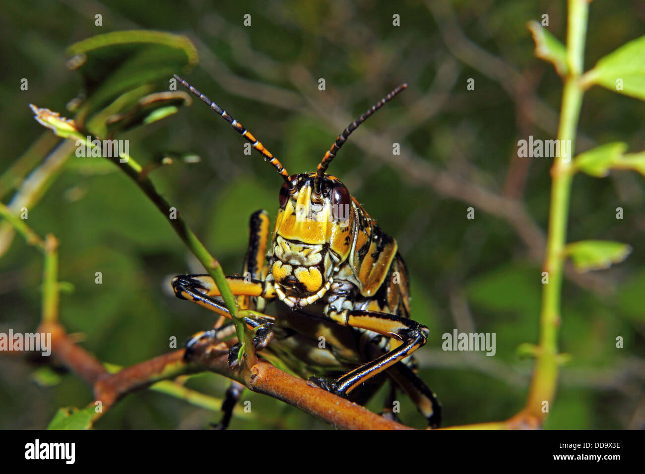 Close up view of an Eastern Lubber grasshopper Stock Photo