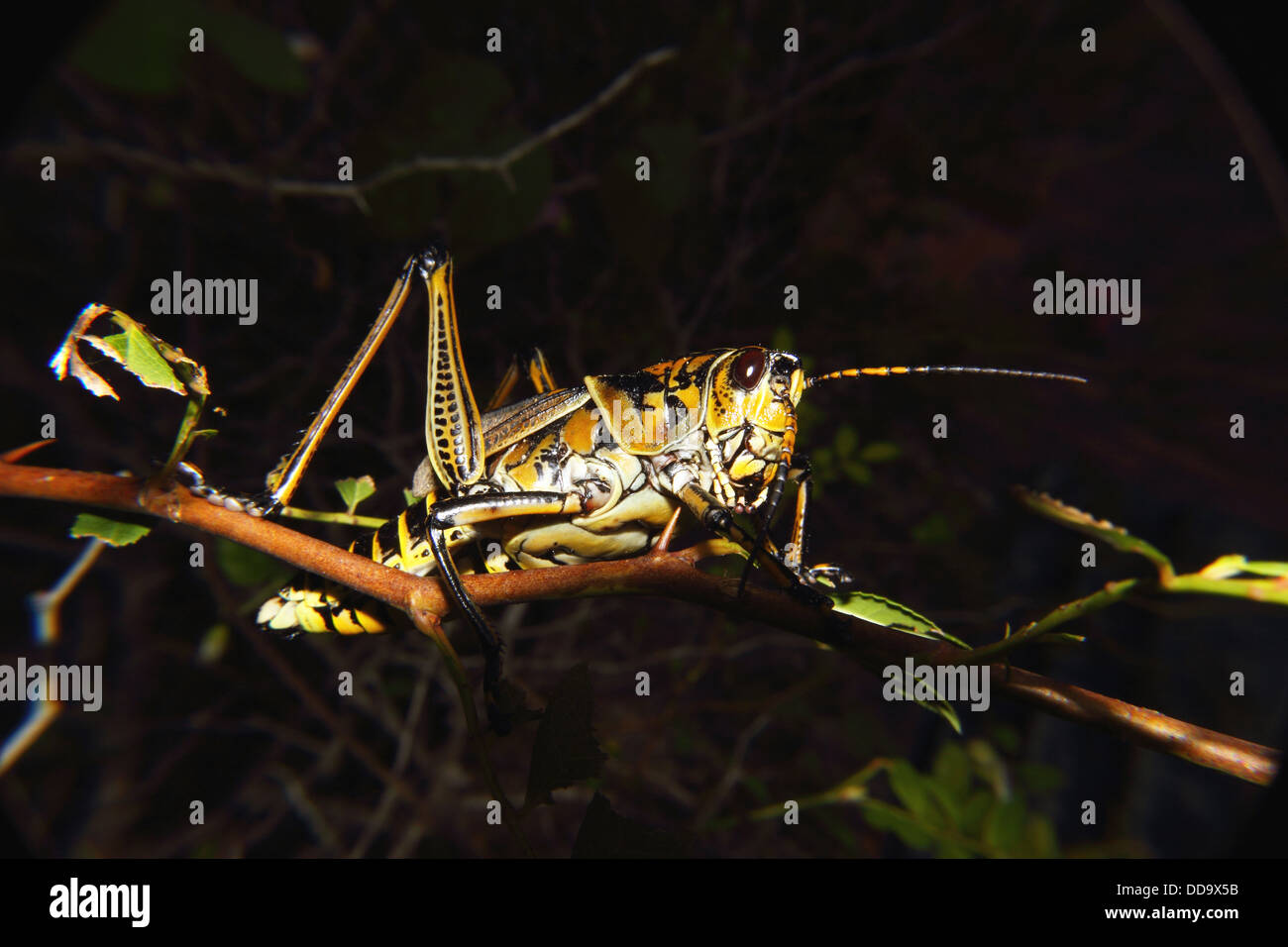 A side view of an Eastern Lubber Grasshopper Stock Photo