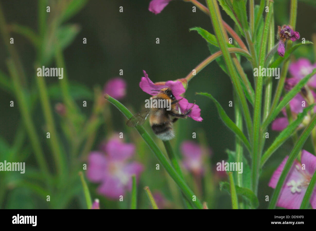 Nectar for wildlife hi-res stock photography and images - Alamy