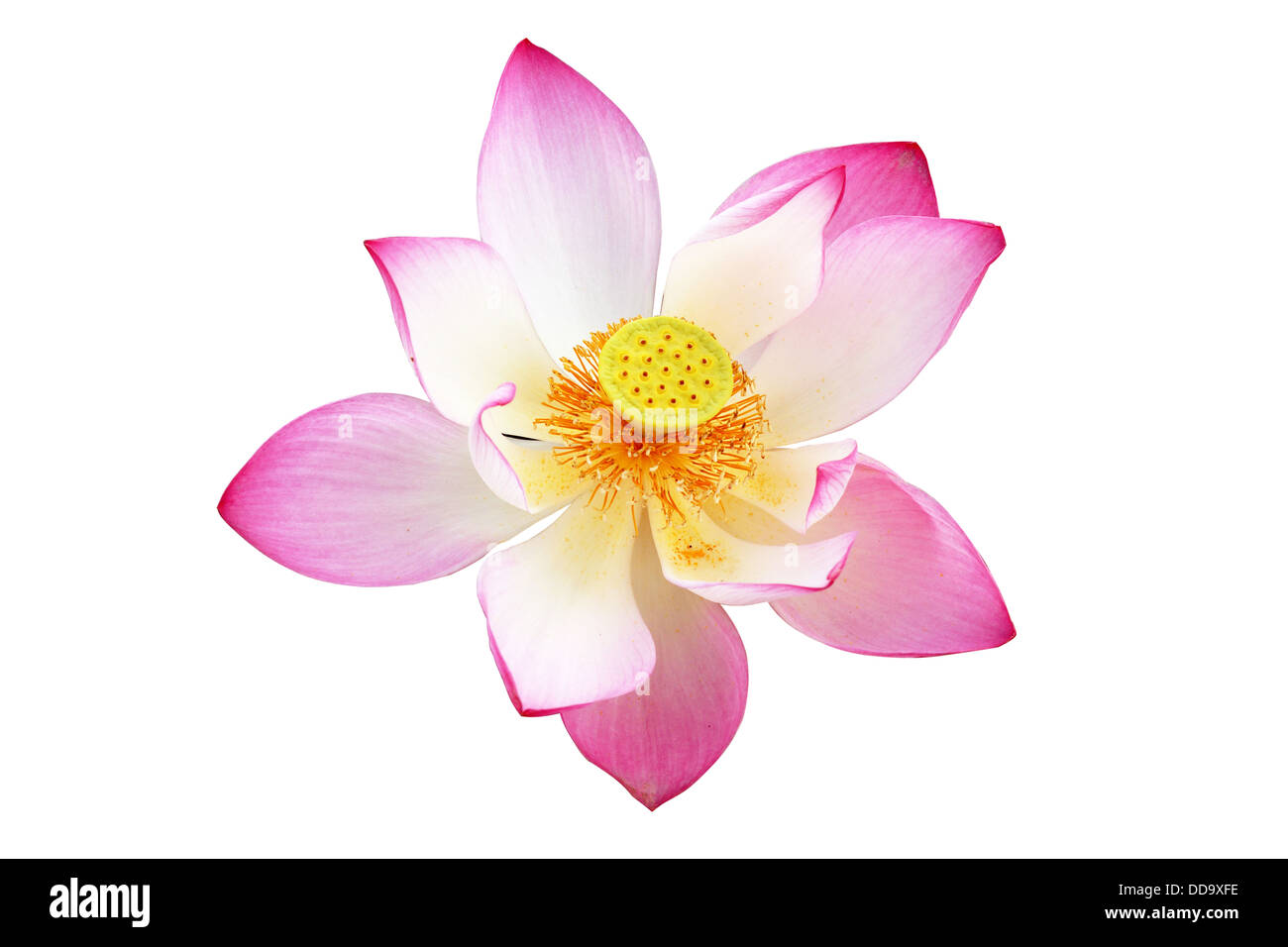 lotus on isolate white background Stock Photo - Alamy