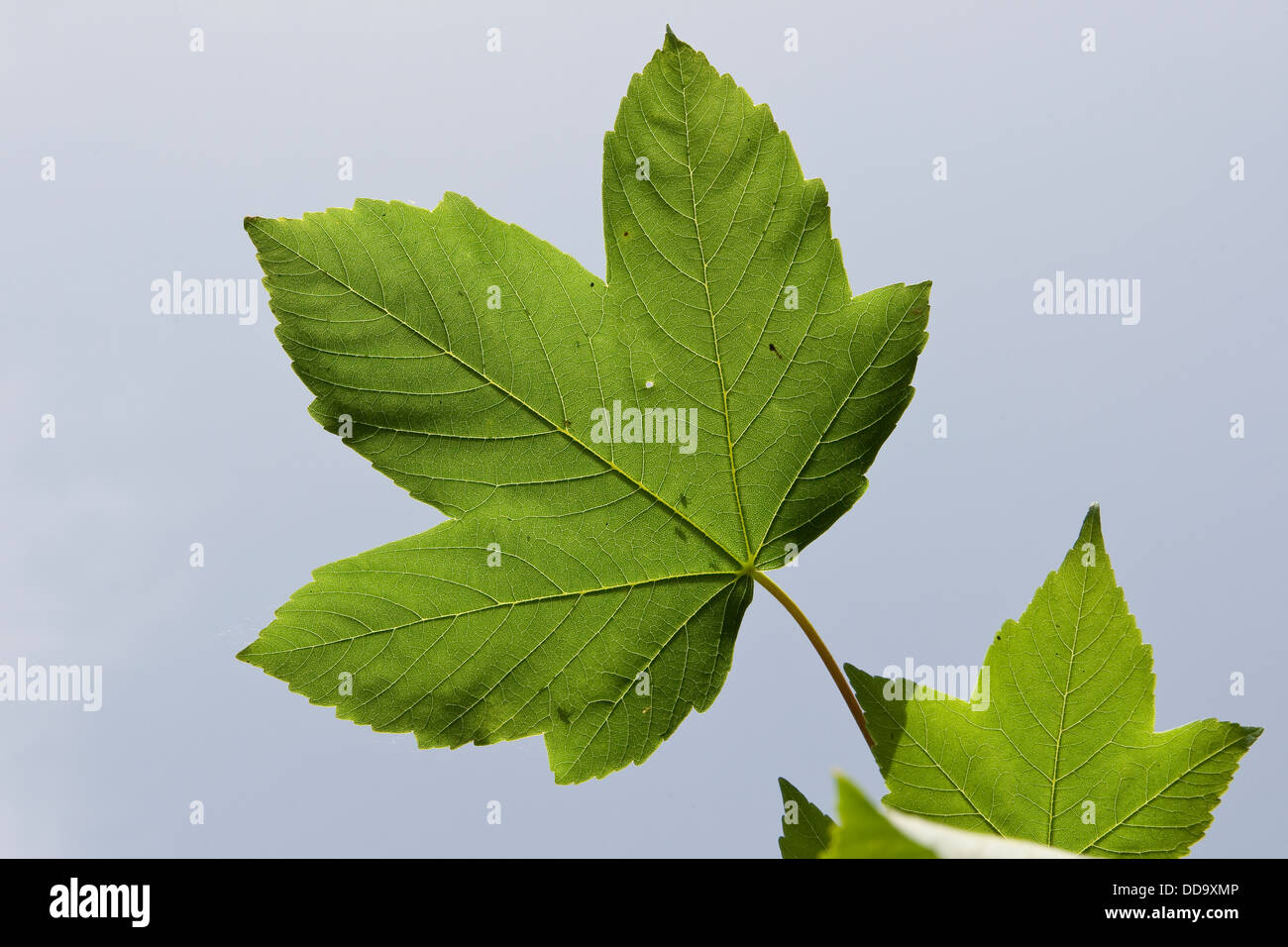 Sycamore, Erable sycomore, maple, maple leaf, Bergahorn, Berg-Ahorn ...