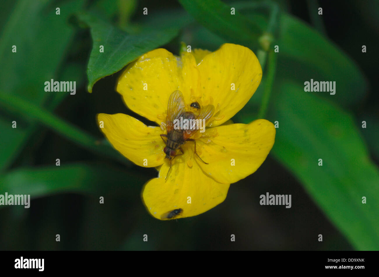 Flies & A Beetle On A Marsh Marigold Flower. Stock Photo