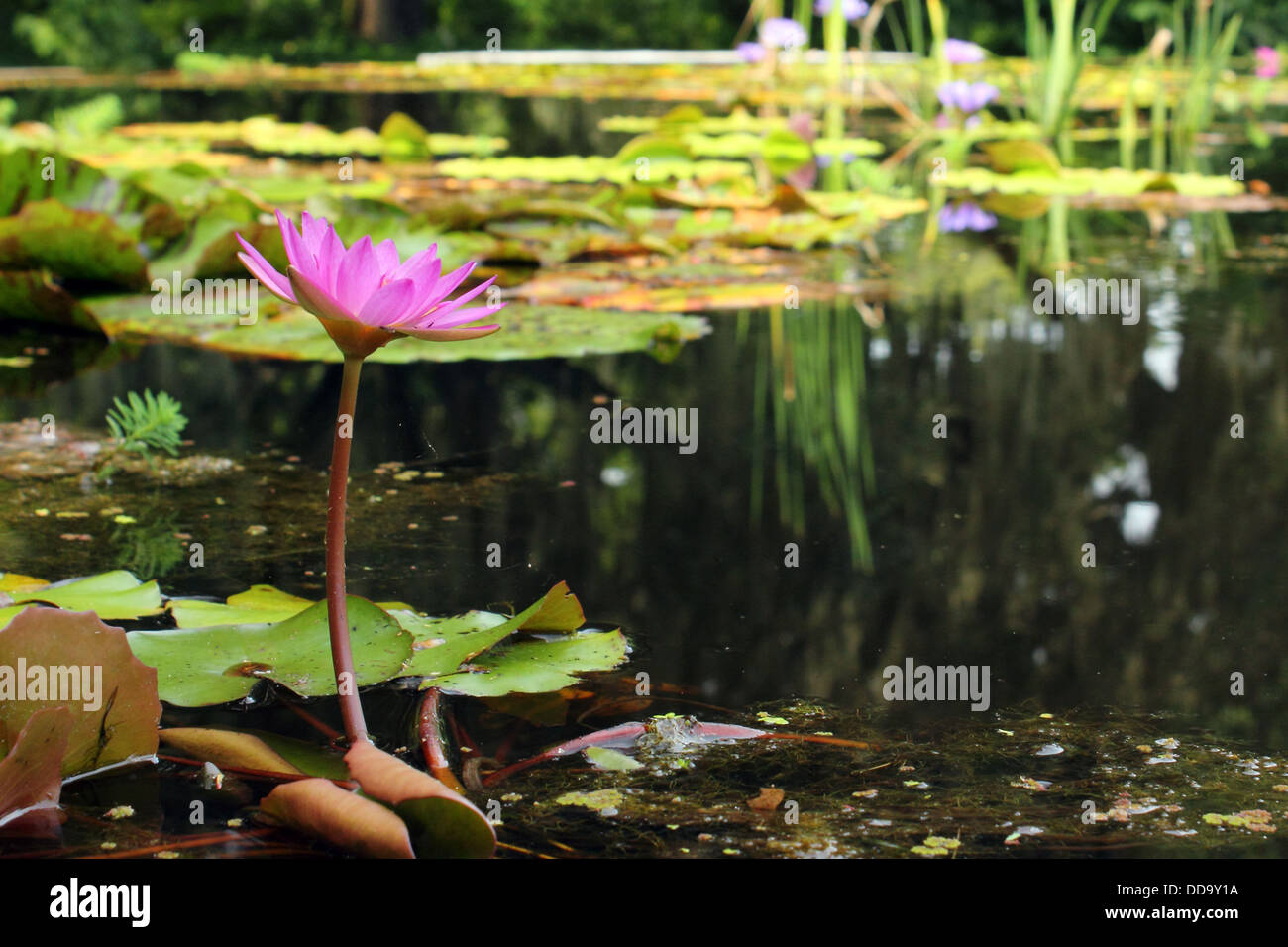 A beautiful Pink Water Lily blooms at the surface of a small pond Stock Photo