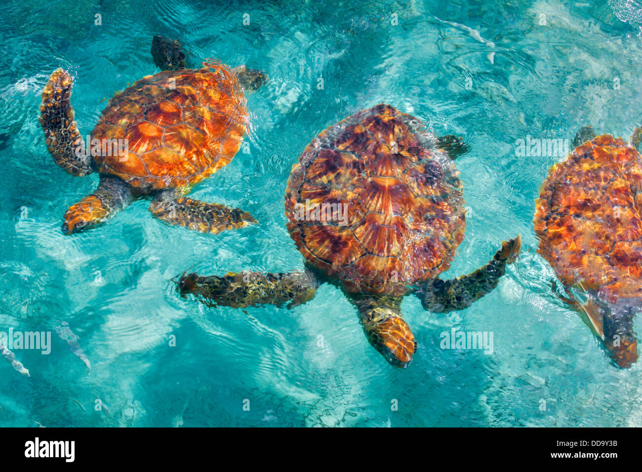 Green Sea Turtles. Bora Bora. French Polynesia. Stock Photo