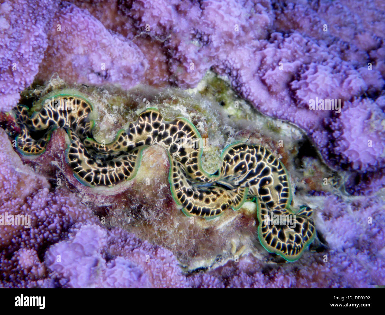 Tridacna clams. Bora Bora. French Polynesia. Stock Photo