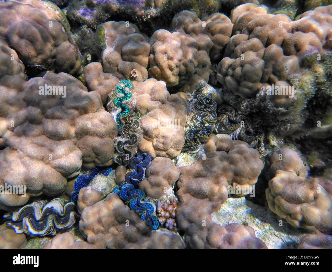 Tridacna clams. Bora Bora. French Polynesia. Stock Photo