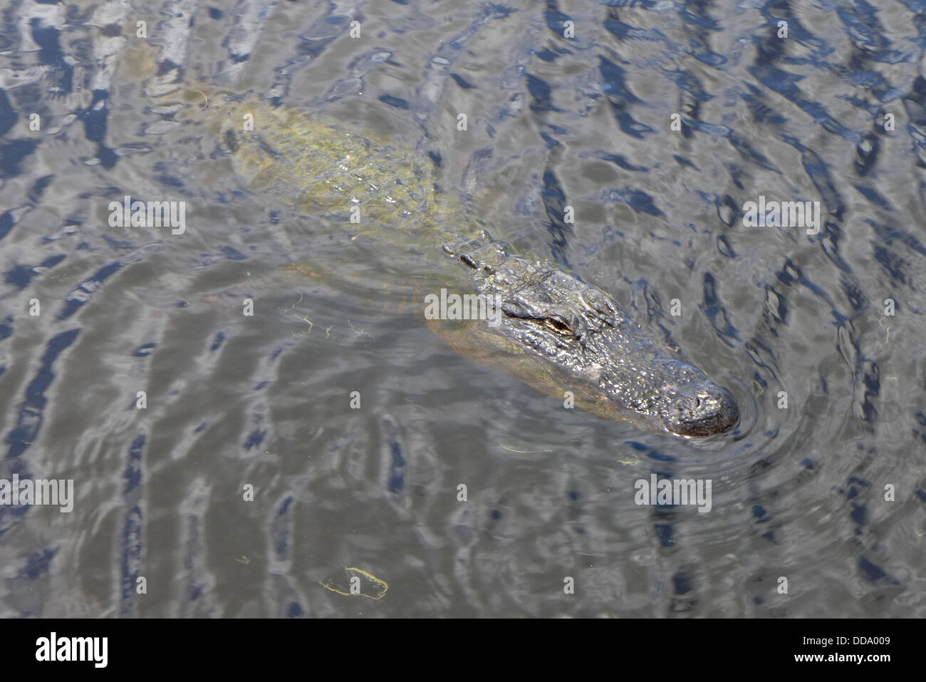 An alligator swimming in Shell Lake on the Dupuis Water Management Area in Canal Point South Florida USA Stock Photo