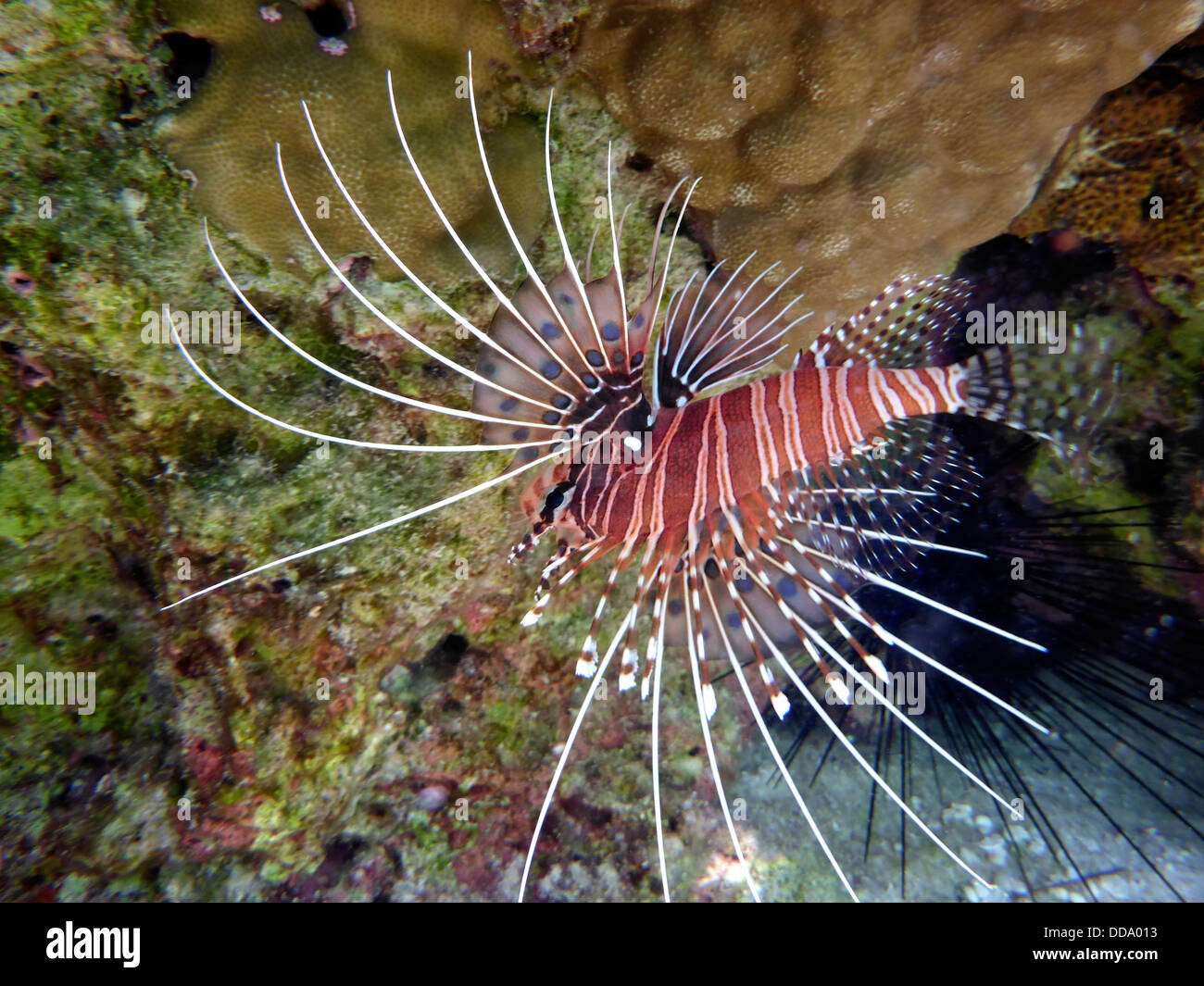 Lionfish. Bora Bora. French Polynesia Stock Photo Alamy