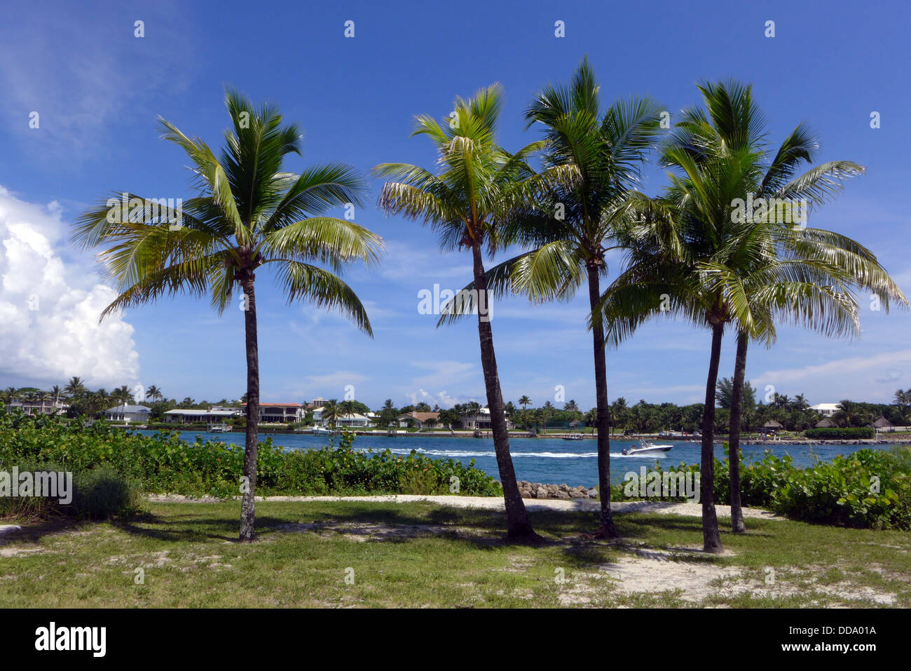 Palm trees line the Jupiter Inlet as seen from DuBois Park South Florida USA Stock Photo